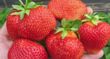 Charakteristika a popis odrůd jahodové salsy, výsadba a péče